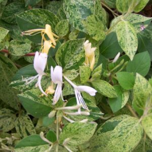 Lonicera-Japonica-Mint-Crisp