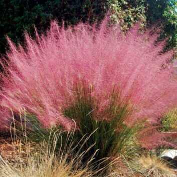 Muhlenbergia-Capillaris