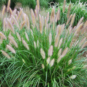 Pennisetum