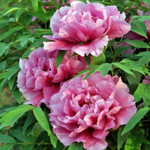 Peonia-Arbustiva