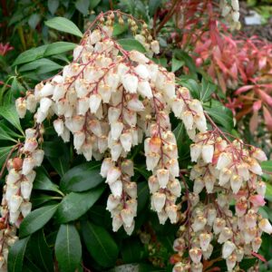 Pieris-Japonica