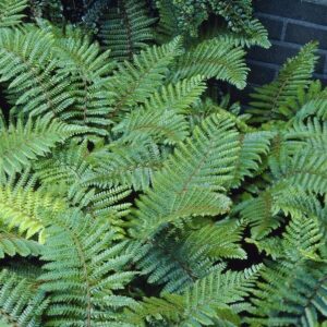 Polystichum-Polyblepharum