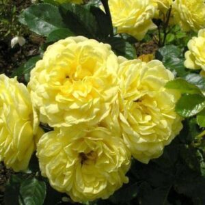 Rosa-Anny-Duperey