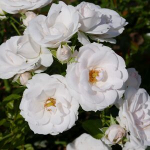 Rosa-Aspirin