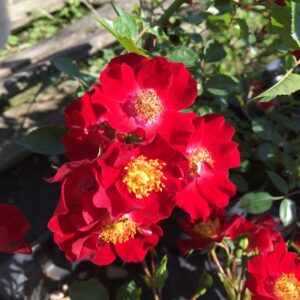 Rosa-Bassino