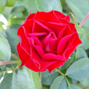 Rosa-Black-Frost