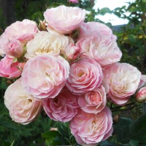 Rosa-Bouquet-Parfait