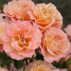 Rosa-Cubana