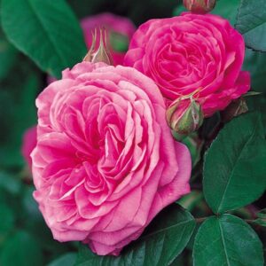 Rosa-Gertrude-Jekyll