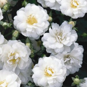 Rosa-Guirlande-d'Amour