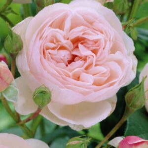 Rosa-Heritage