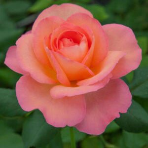 Rosa-Jazz-Festival
