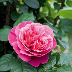 Rosa-Line-Renaud