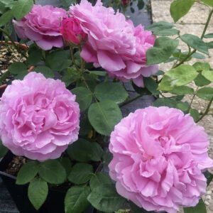 Rosa-Mary-Rose