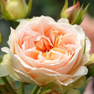 Rosa-Matthias-Claudius