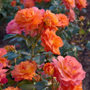 Rosa-Morning-Sun
