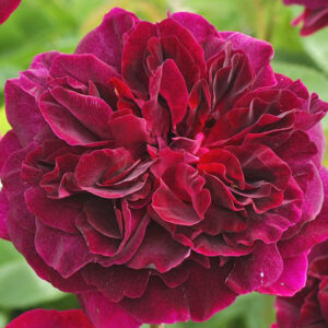 Rosa-Munstead-Wood