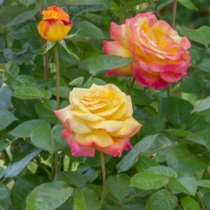 Rosa-Pullman