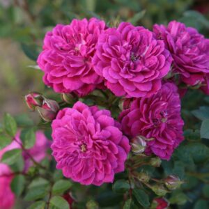 Rosa-Purple-Rain