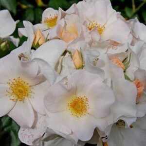 Rosa-Sally-Holmes