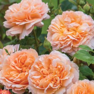 Rosa-The-Lady-Gardener