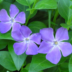 Vinca-Major