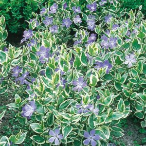 Vinca-Major-Variegata