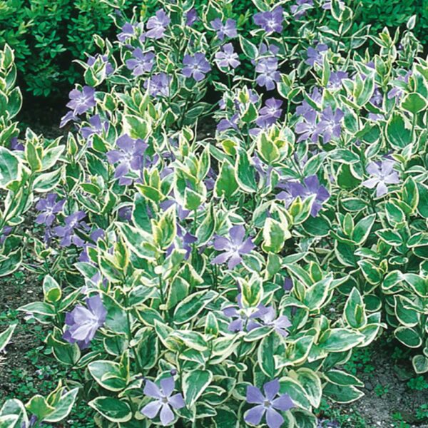 Vinca-Major-Variegata