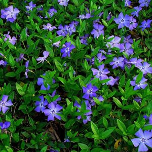 Vinca-Minor