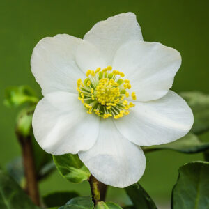 Elleboro nero (Helleborus niger)