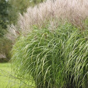 miscanto-sinensis