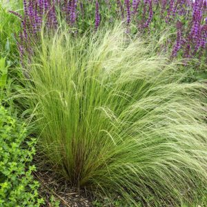 Stipa tenuissima