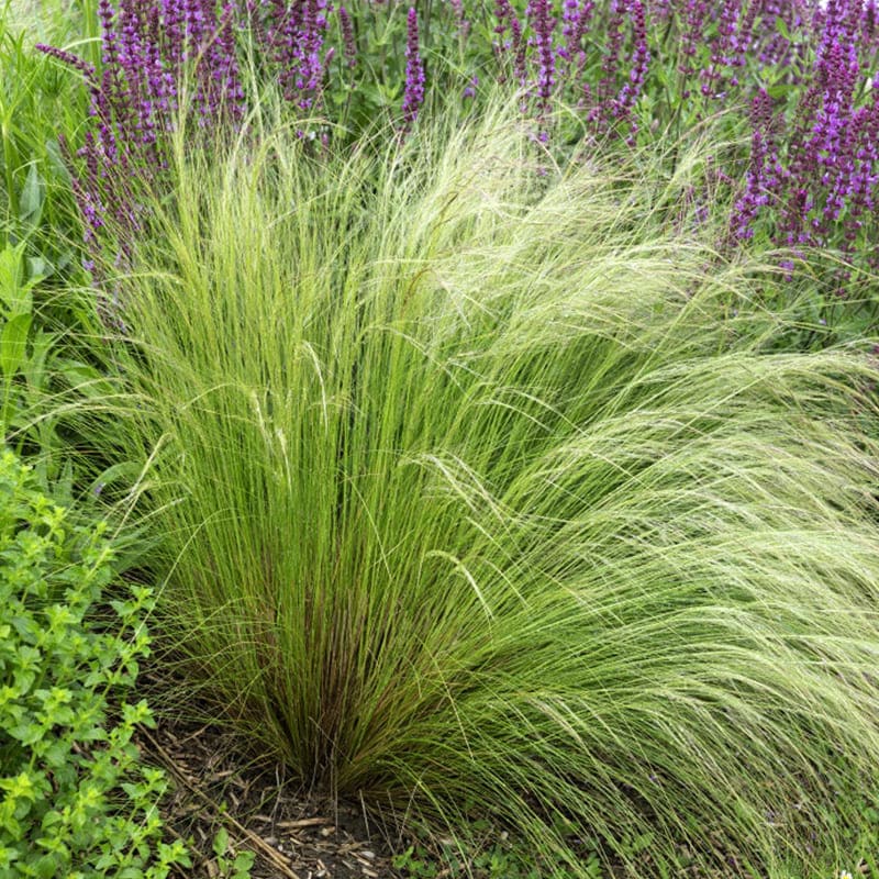 Stipa tenuissima