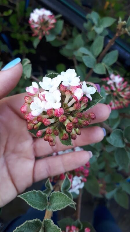 Viburnum Carlesii
