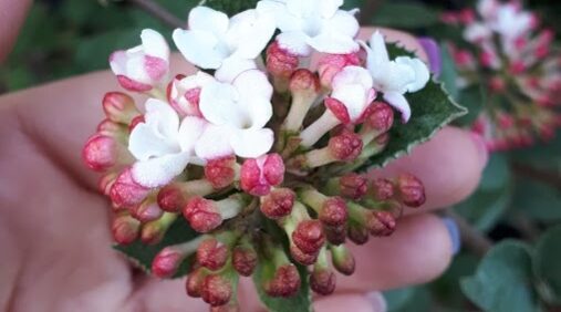 viburnumcarlesii Viburnum Carlesii