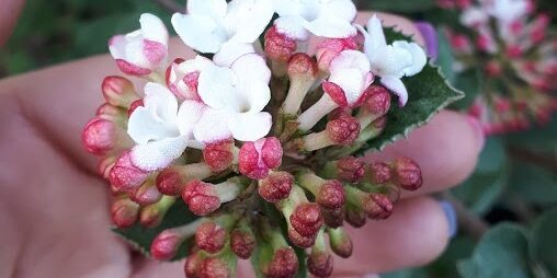 Viburnum Carlesii