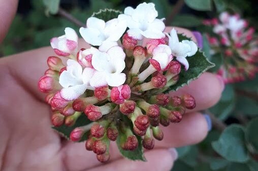 Viburnum Carlesii