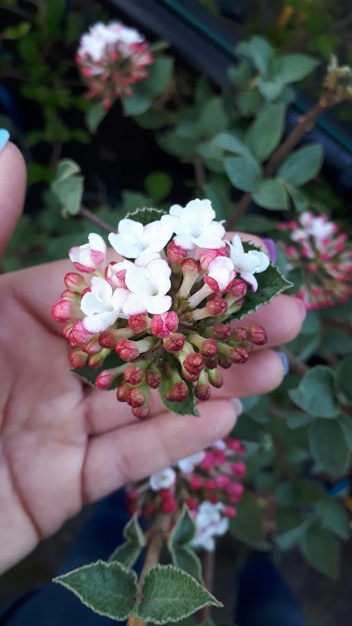 Viburnum Carlesii