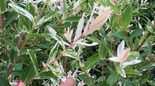 salix integra