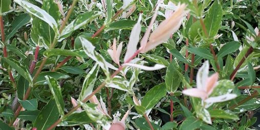 salix integra
