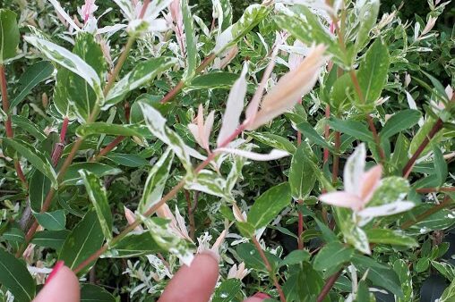 salix integra