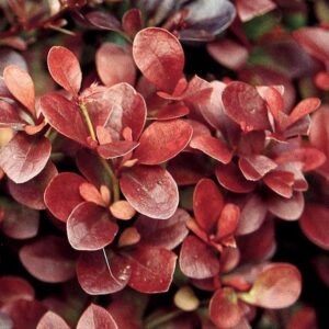 Berberis-Thunbergii-Atropurpurea-Nana