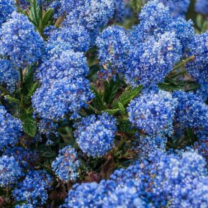 Ceanothus-repens