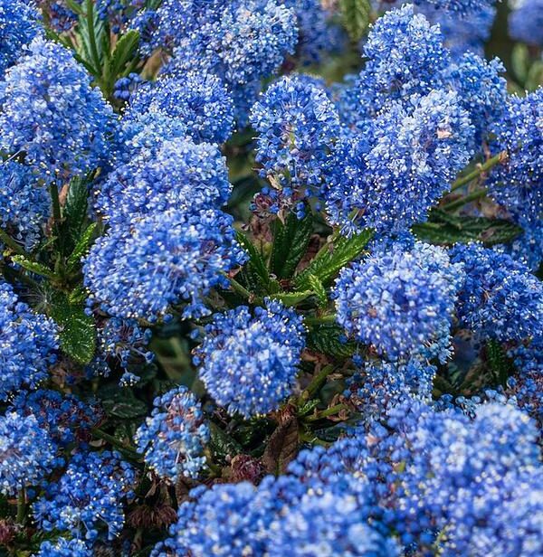 Ceanothus-repens