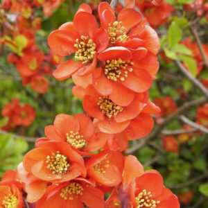 Chaenomeles-Superba-Orange-Trail