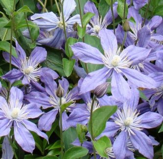 Clematis-Arabella