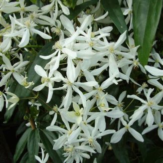 Clematis-Armandi-Snowdrift