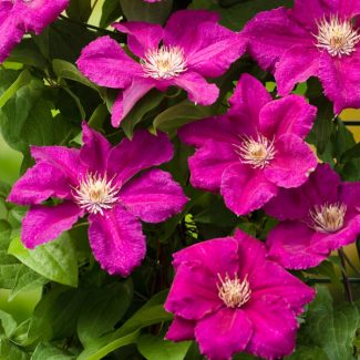 Clematis-Ernest-Markham