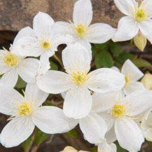 Clematis-Montana-Grandiflora