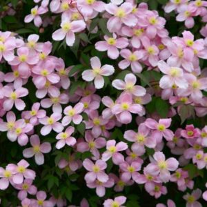 Clematis-Montana-Ruber